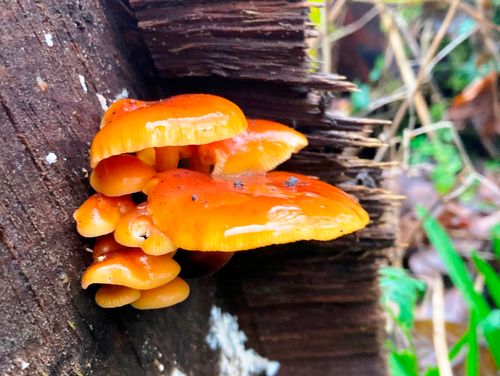 FORAGE & FEAST at Arley Hall (Cheshire)