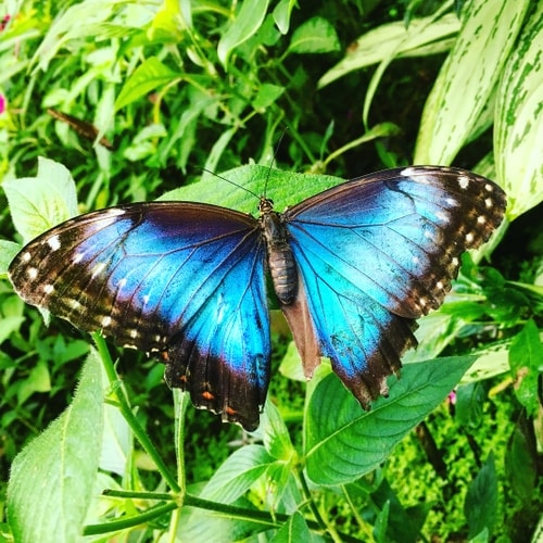 Blue Morpho Butterfly. Taken while volunteering at a butterfly conservatory near Arenal, Costa Rica