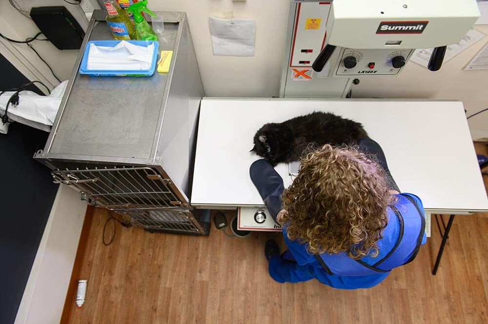 Staff member holding patient at clinic for x-rays