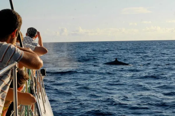 Catamaran Tour in Madeira - team 1