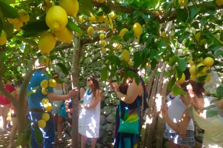 Lemon tour in Amalfi Coast - Team 2