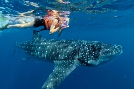 Whale shark tour in Playa del Carmen - Team 1