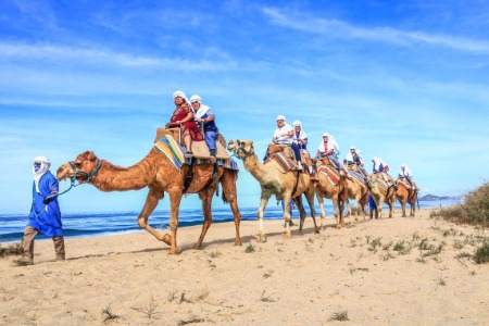 Camel ride in Cabo San Lucas - Team 1