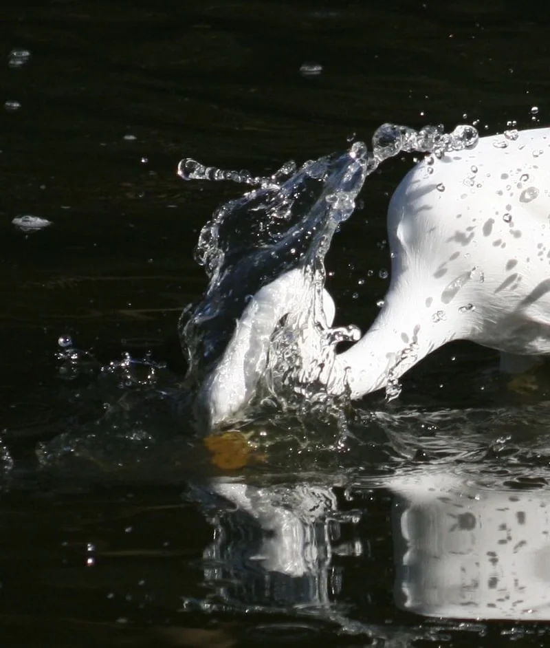 IN THE DUMPS: Pharma Wastewater Environmental Woes