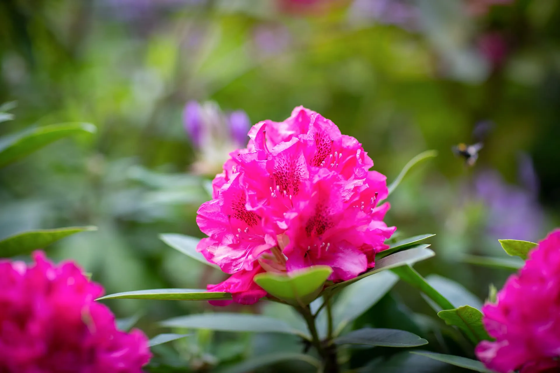 Nahaufnahme einer pinkfarbenen Blüte im Grünen.