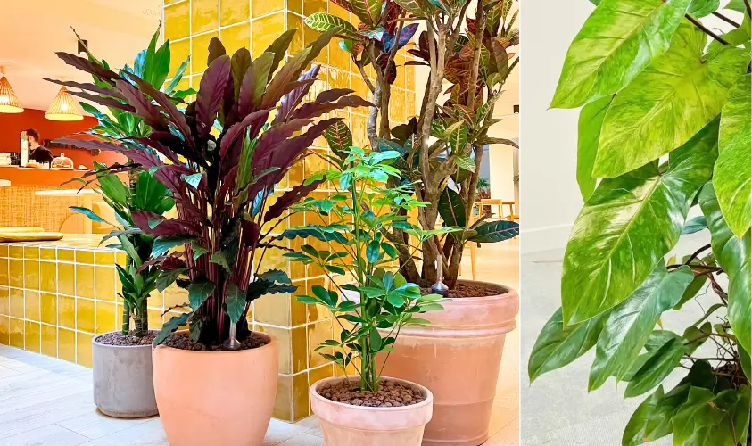Plantes d'intérieur dans un espace coloré