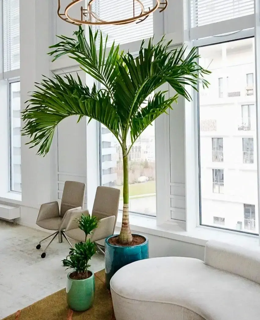 Plantes d'intérieur à côté d'un canapé