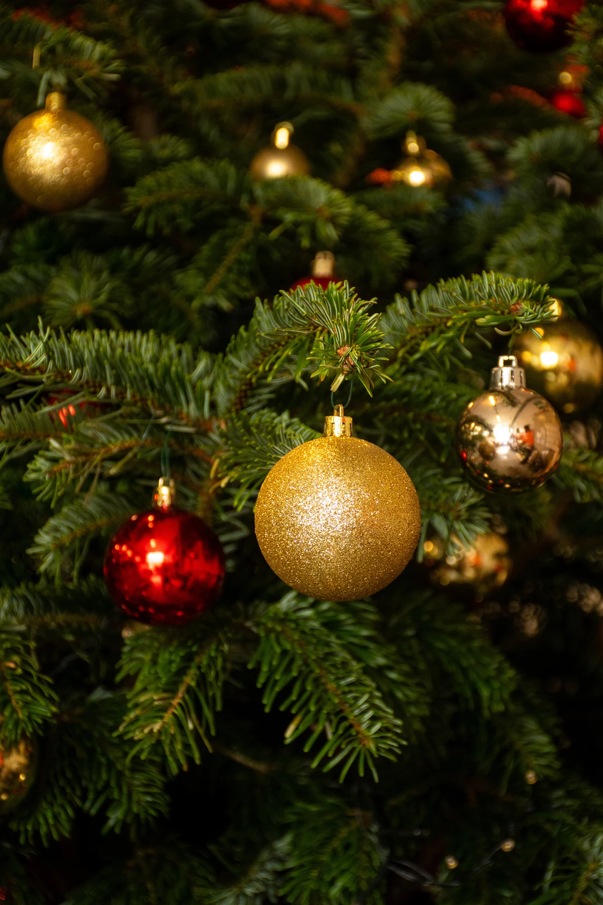 Détail d'un sapin de Noël : boules dorées et rouges
