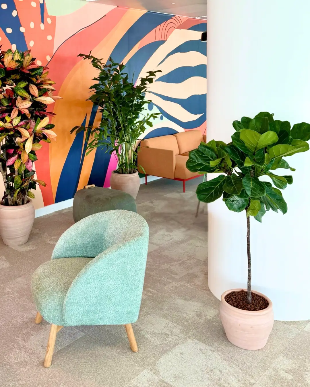 plantes d'intérieur avec un fond coloré