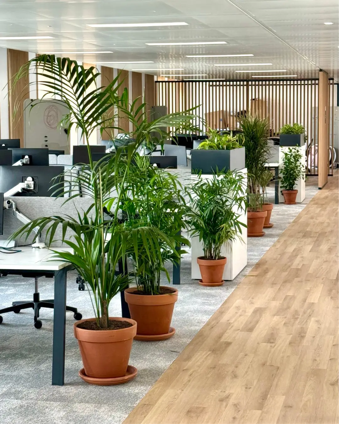 plantes en pot avec bureau