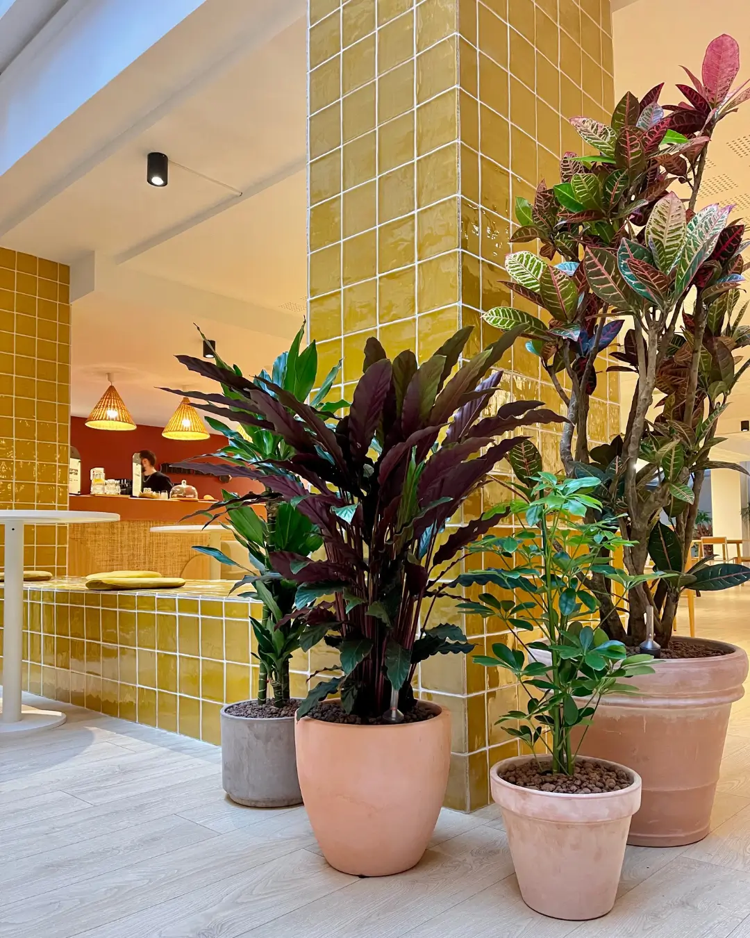 collection de plantes en pot