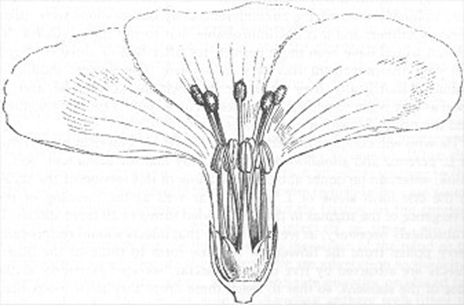 Long-styled form of L. perenne, var.Austriacum, with the petals and calyx removed on the near side.