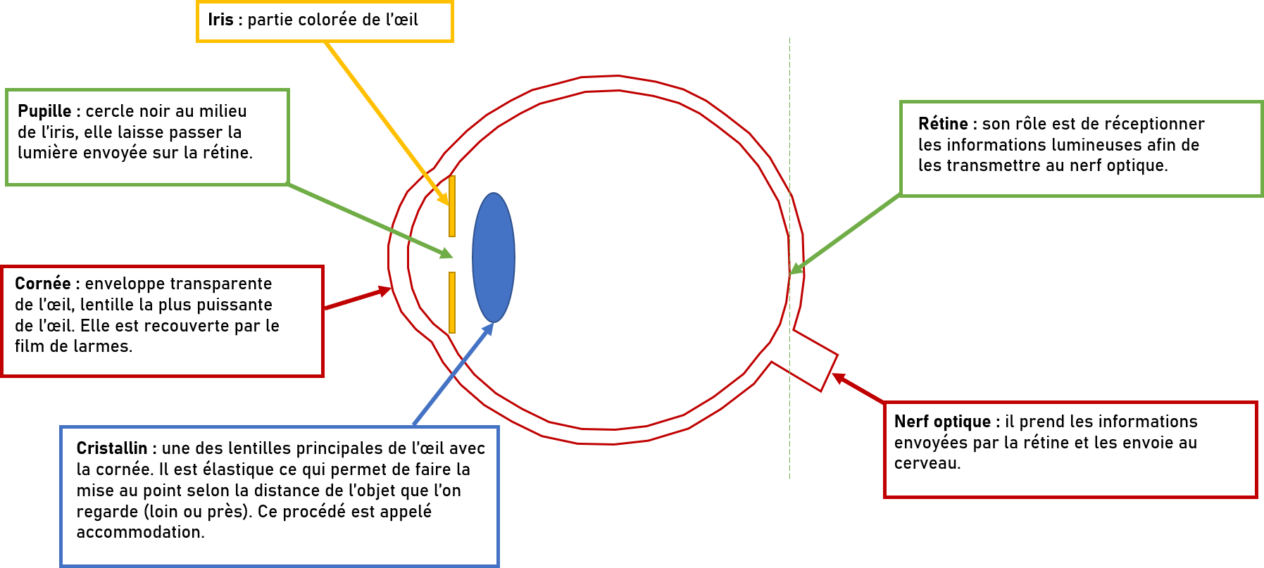 Anatomie de l'oeil