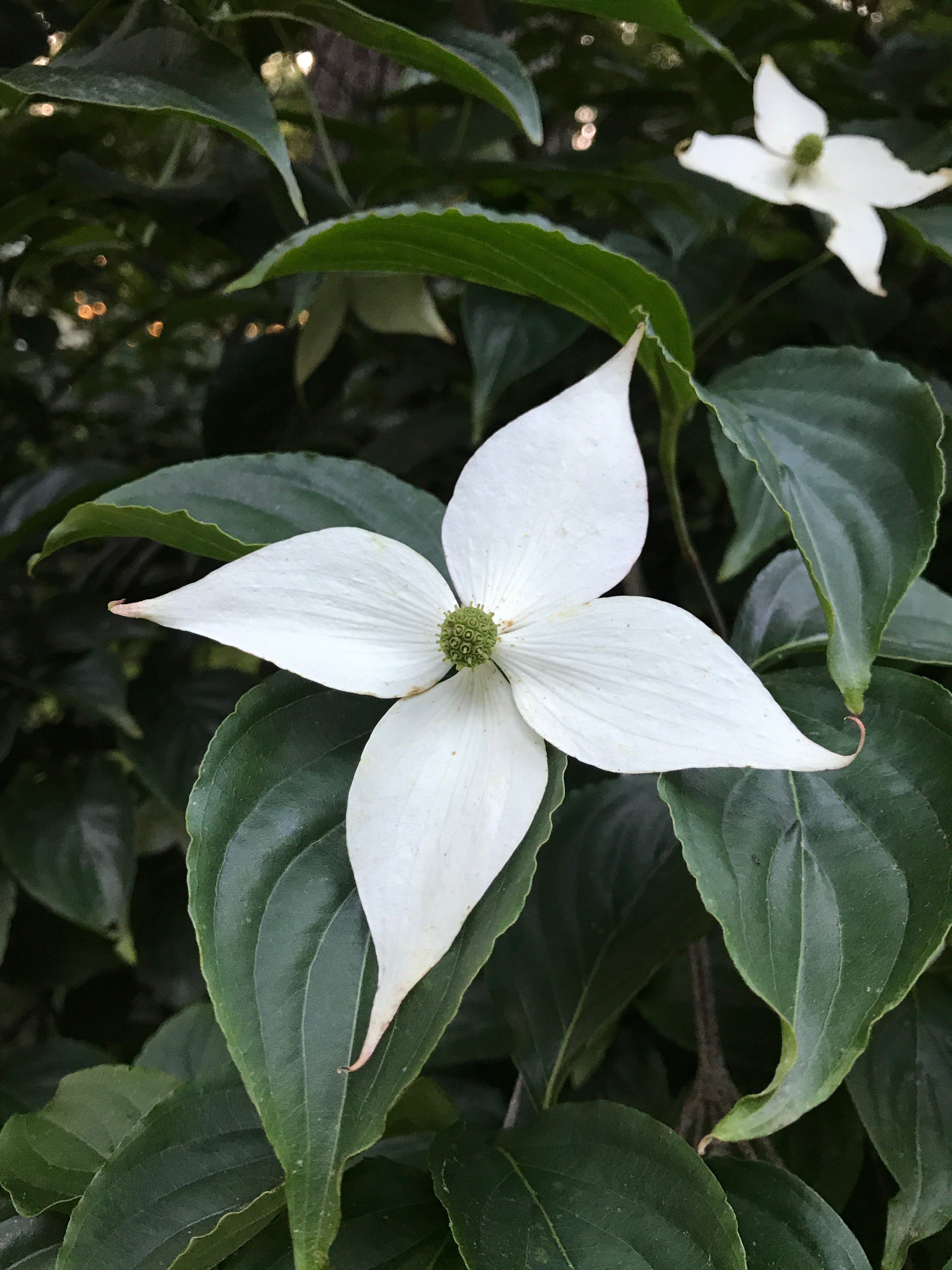 Kollar Nursery | Cornus kousa