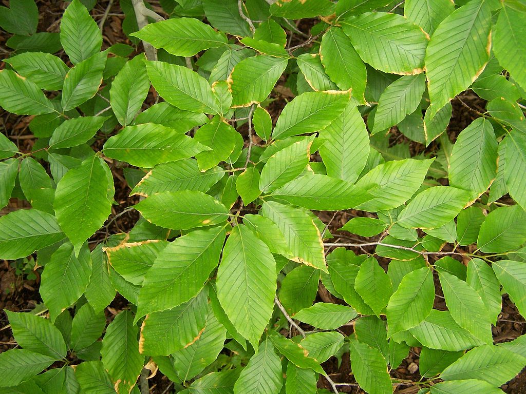 Kollar Nursery | Fagus grandifolia