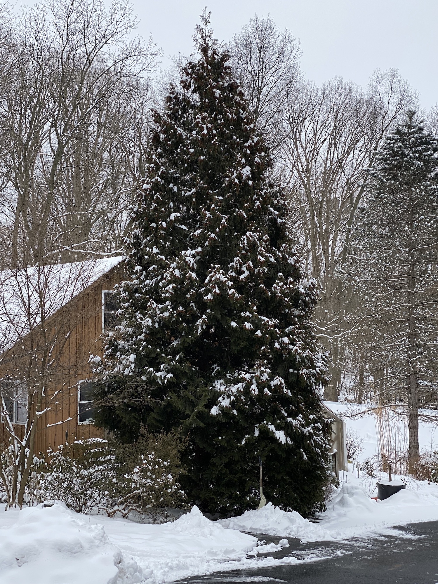 thuja tinktur gegen warzen Warz weg! Tinktur  Drogerie Ebnat-Kappel