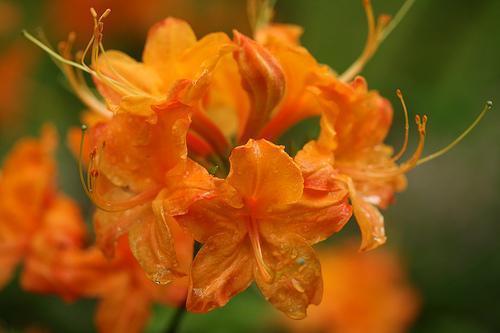 Kollar Nursery | Rhododendron calendulaceum