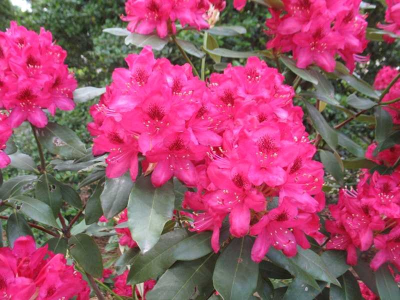 Kollar Nursery | Rhododendron 'Nova Zembla'
