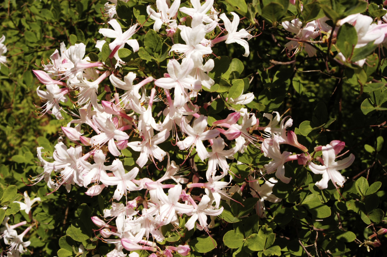 Kollar Nursery | Rhododendron viscosum
