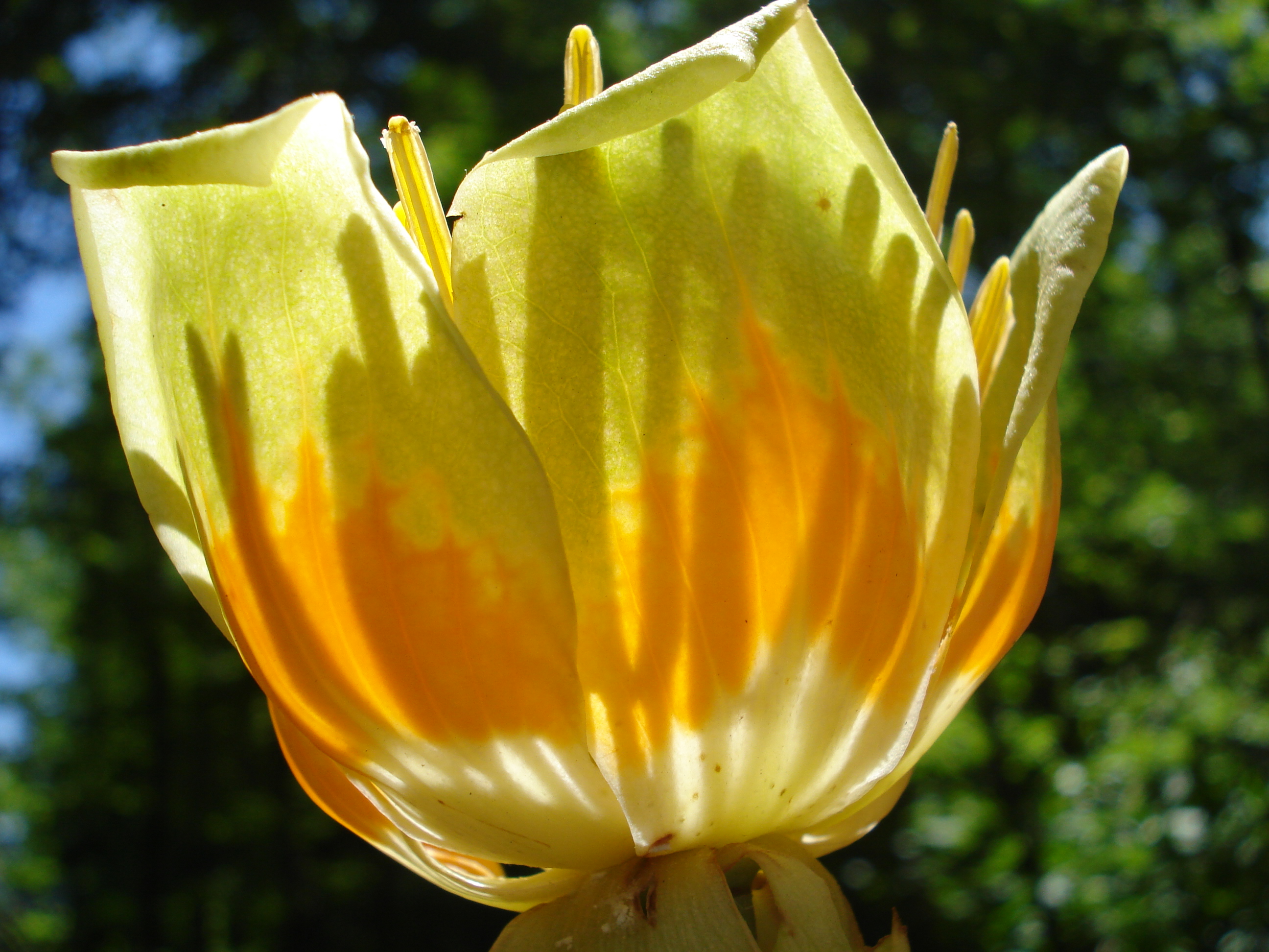 Kollar Nursery | Liriodendron tulipifera