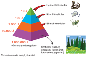 Biyokütle Piramidi - Piagrid.com