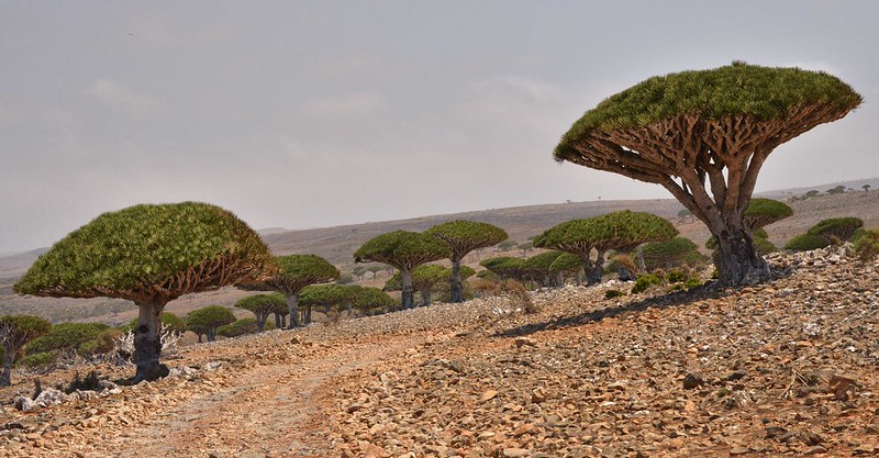 Dirt road passes through dozens of green umbrella shaped trees