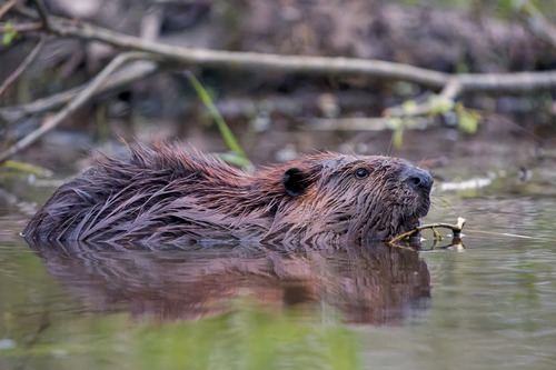 HSJI 2024 Beaver