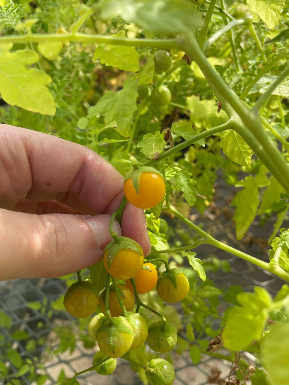 Something Strange Is Happening to Tomatoes Growing on the Galápagos Islands