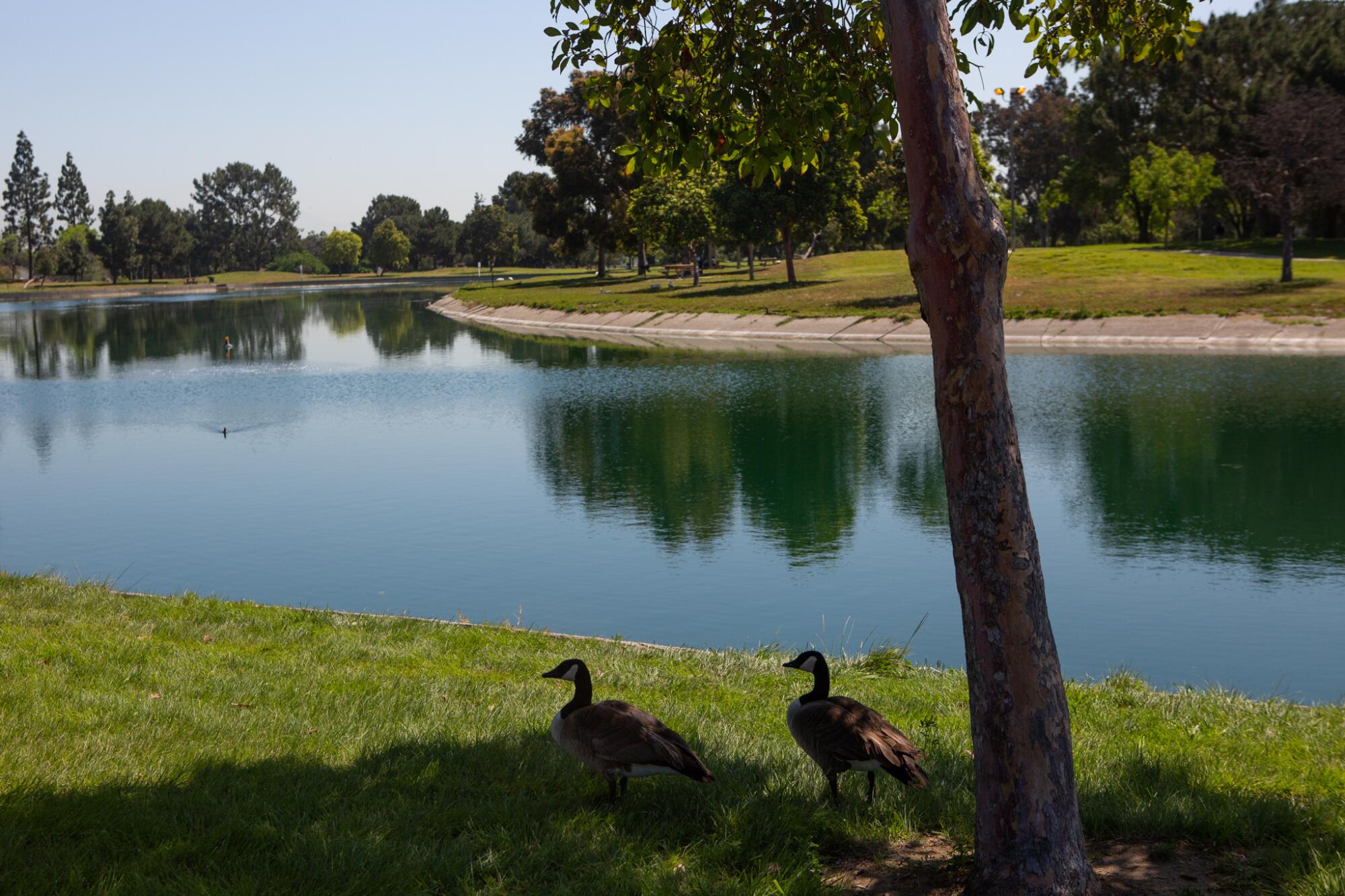 Two geese relax and look for food in the shade at Magic Johnson Park in West Compton on May 5, 2020.