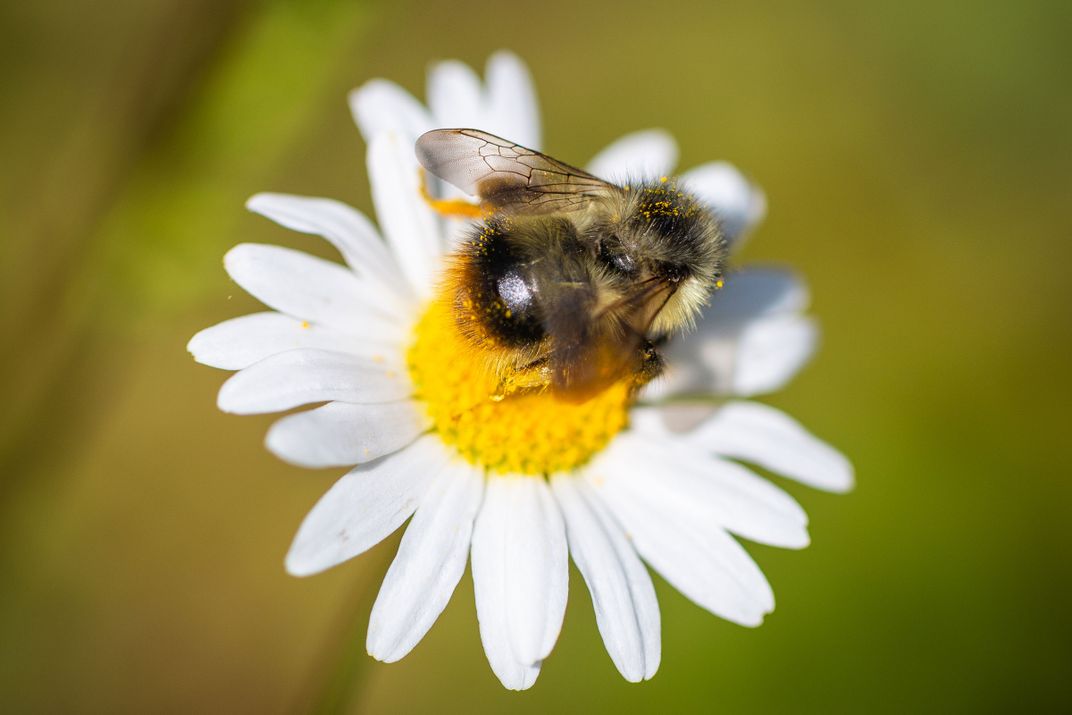 Bombus mixtus