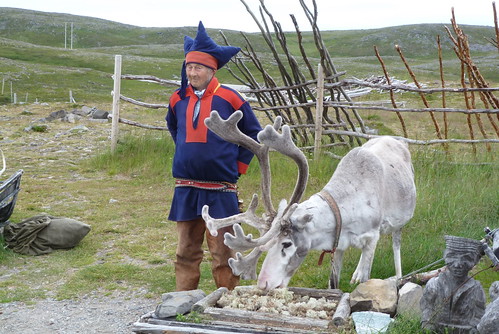 Reindeer at the Sami centre
