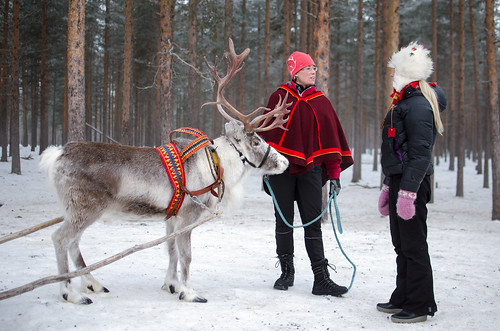 Sami Reindeer