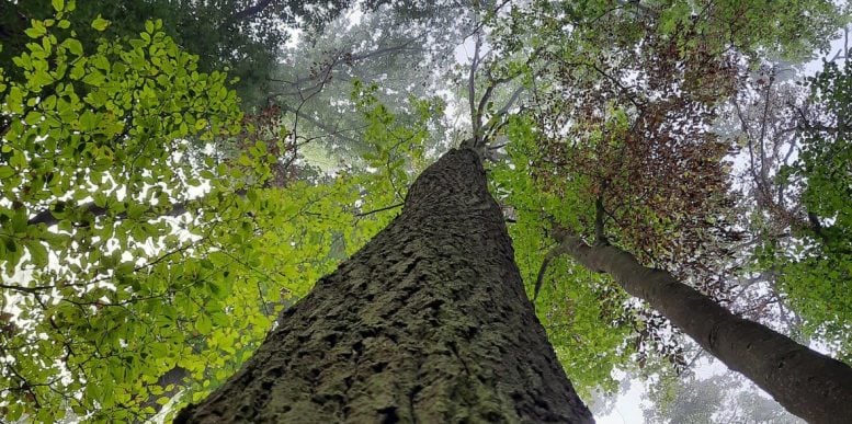 Tall Forest Tree Trunk With Green Canopy