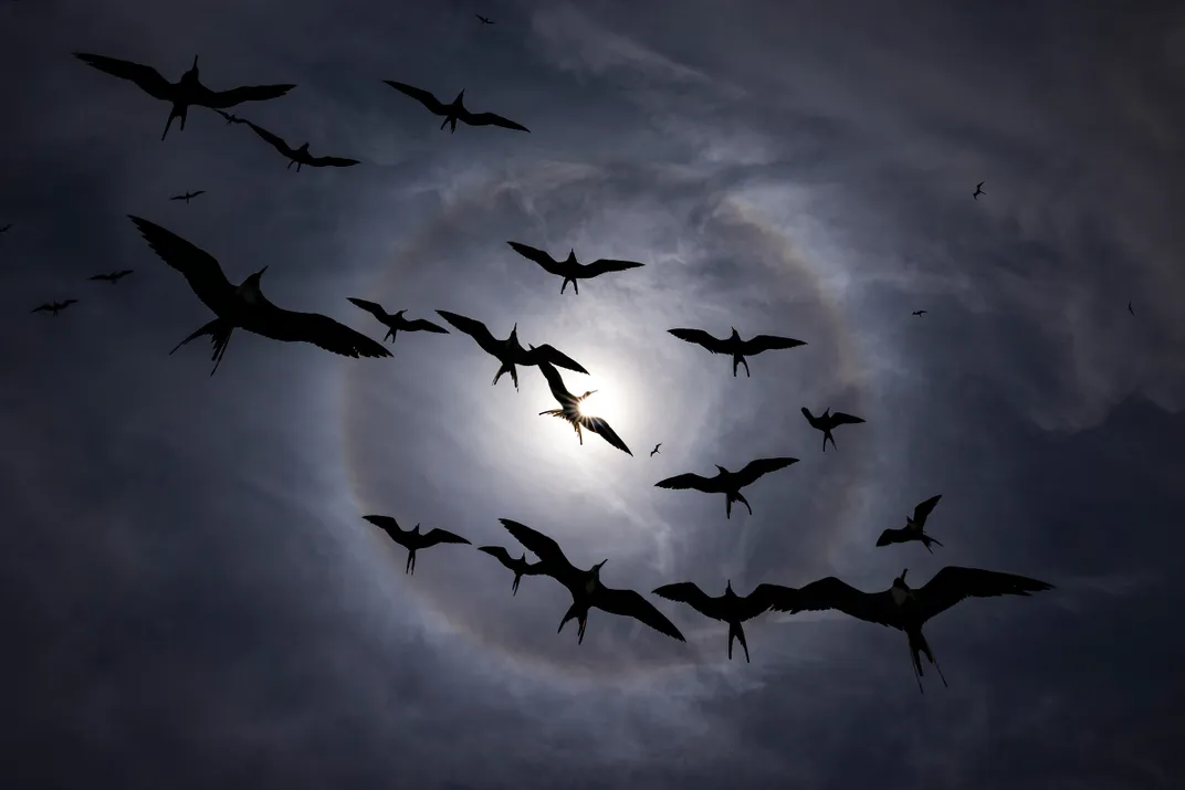 Nearly two dozen birds fly in a dark blue sky. Their long, narrow wings and forked tails stand out against wispy clouds and the sun, which is surrounded by a bright halo.