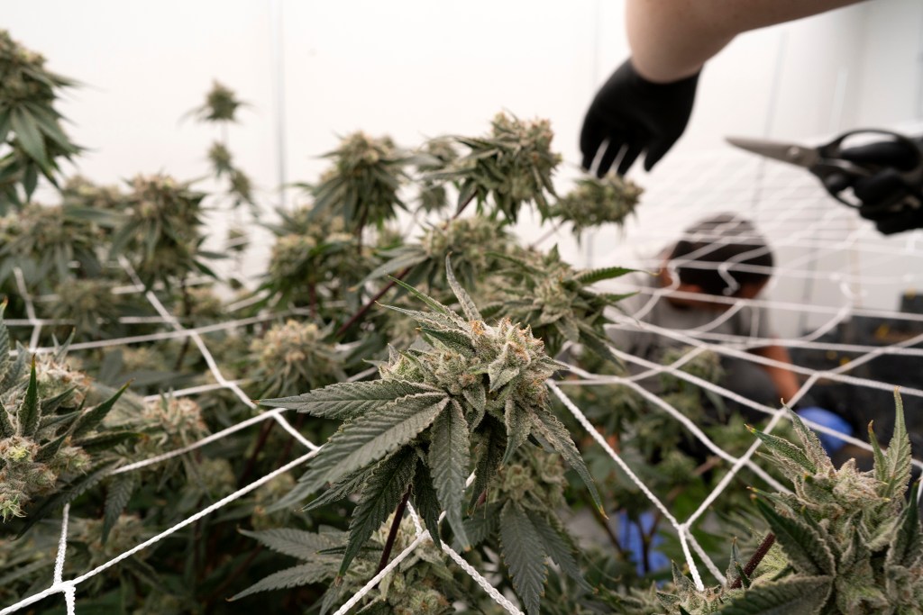 Workers harvest a fresh crop of marijuana at the Loving Kindness Farms in Los Angeles on May 08, 2020. AP Photo/Richard Vogel