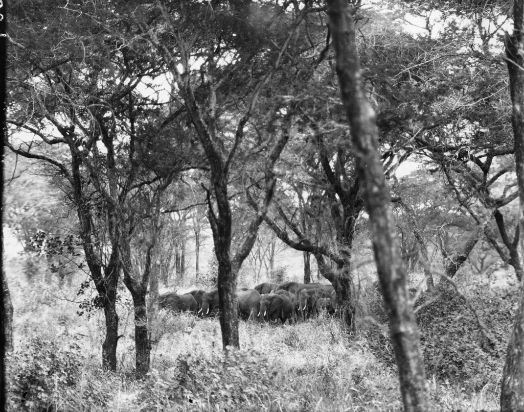 A herd of elephants in an open forest, 1909
