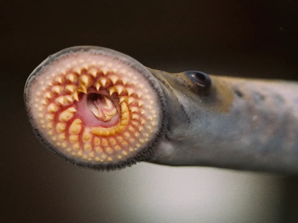 Sea Lamprey