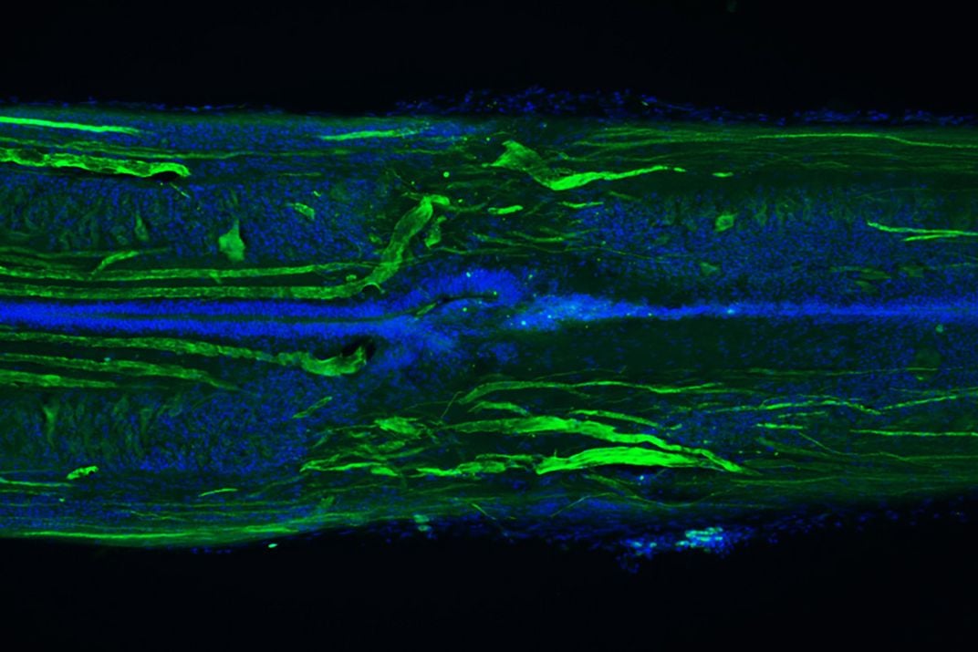 Sea Lamprey Spinal Cord