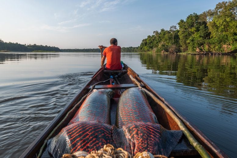 Fisherman in Canoe