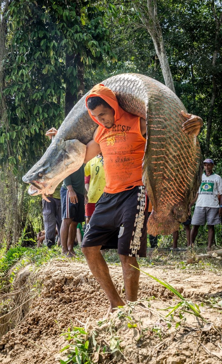 Community Member Carrying a Large Wild Caught Arapaima Fish