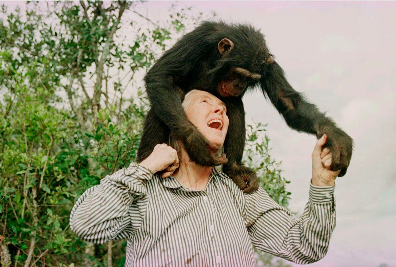 Bahati stands on Goodall's shoulders as Goodall looks up and laughs, holding one of Bahati's hands.