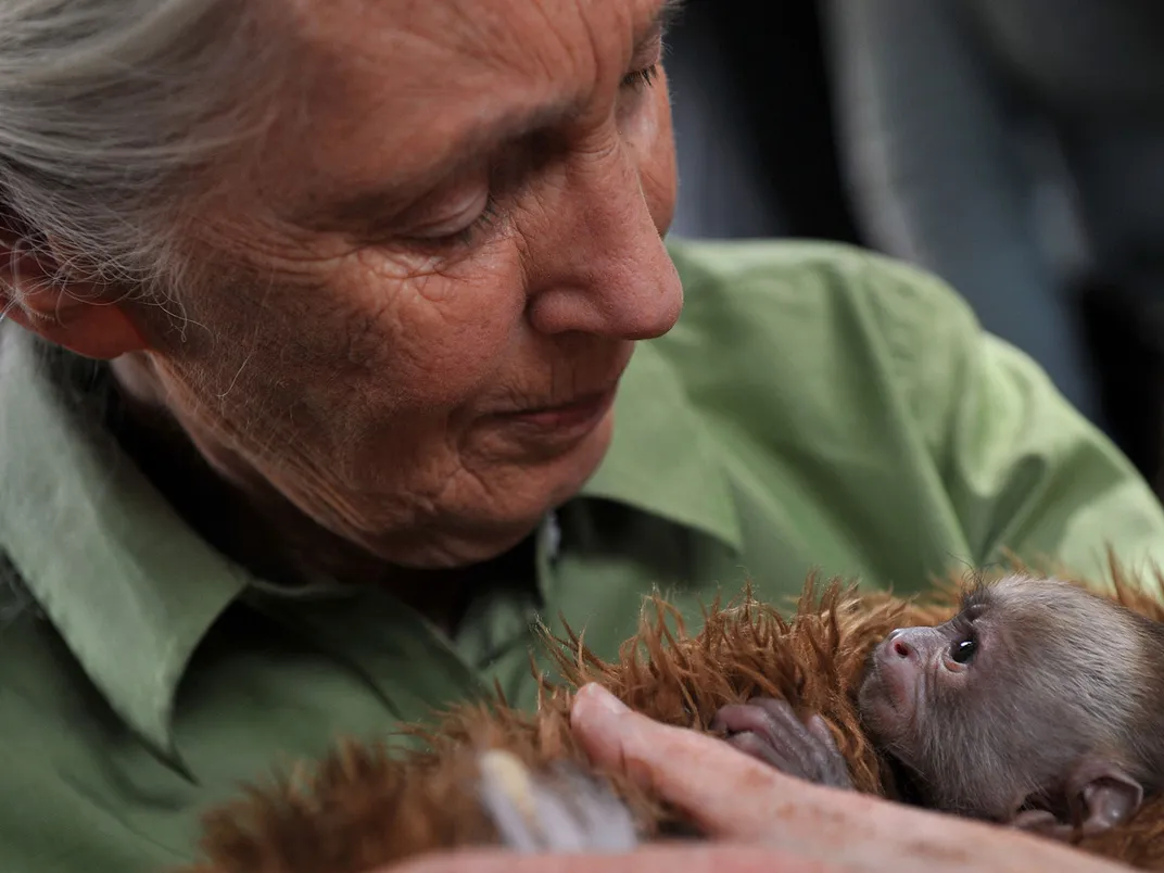 Jane Goodall With Monkey