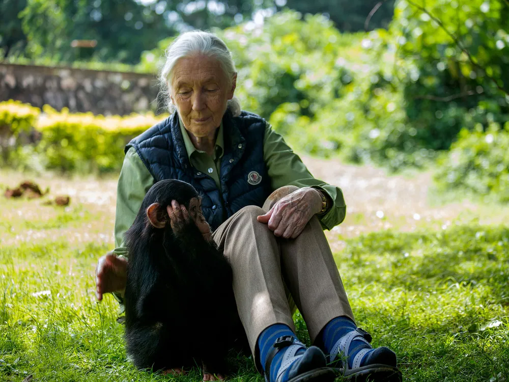 Jane Goodall With Chimp