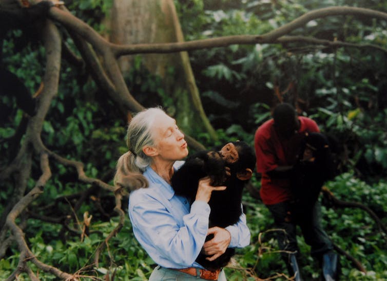 woman holding young chimpanzee in her arms.