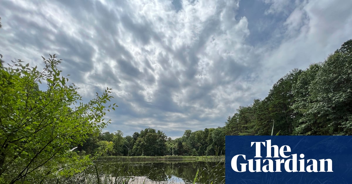 Ohio’s sole national forest could be wiped out as Trump targets land for logging
