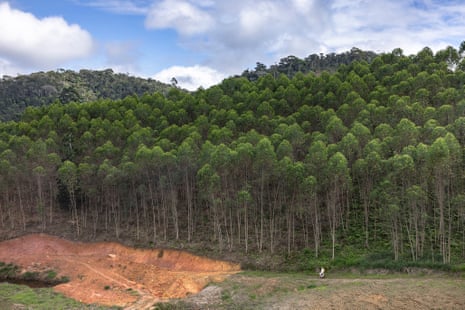 A man walks next to a eucalyptus plantation in Espírito Santo, Brazil, 2025.