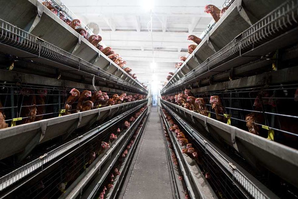 Appeal seeks to force factory farms to disclose hazardous air emissions