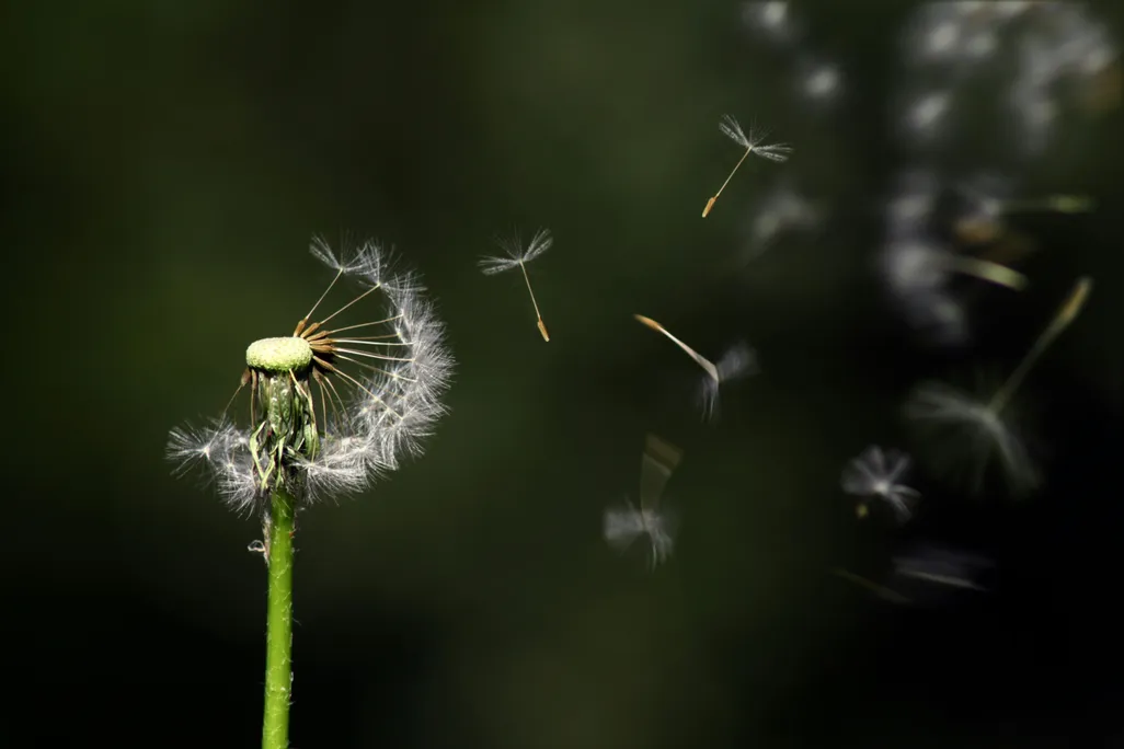 Fluffy white dandelion with some seeds blowing away