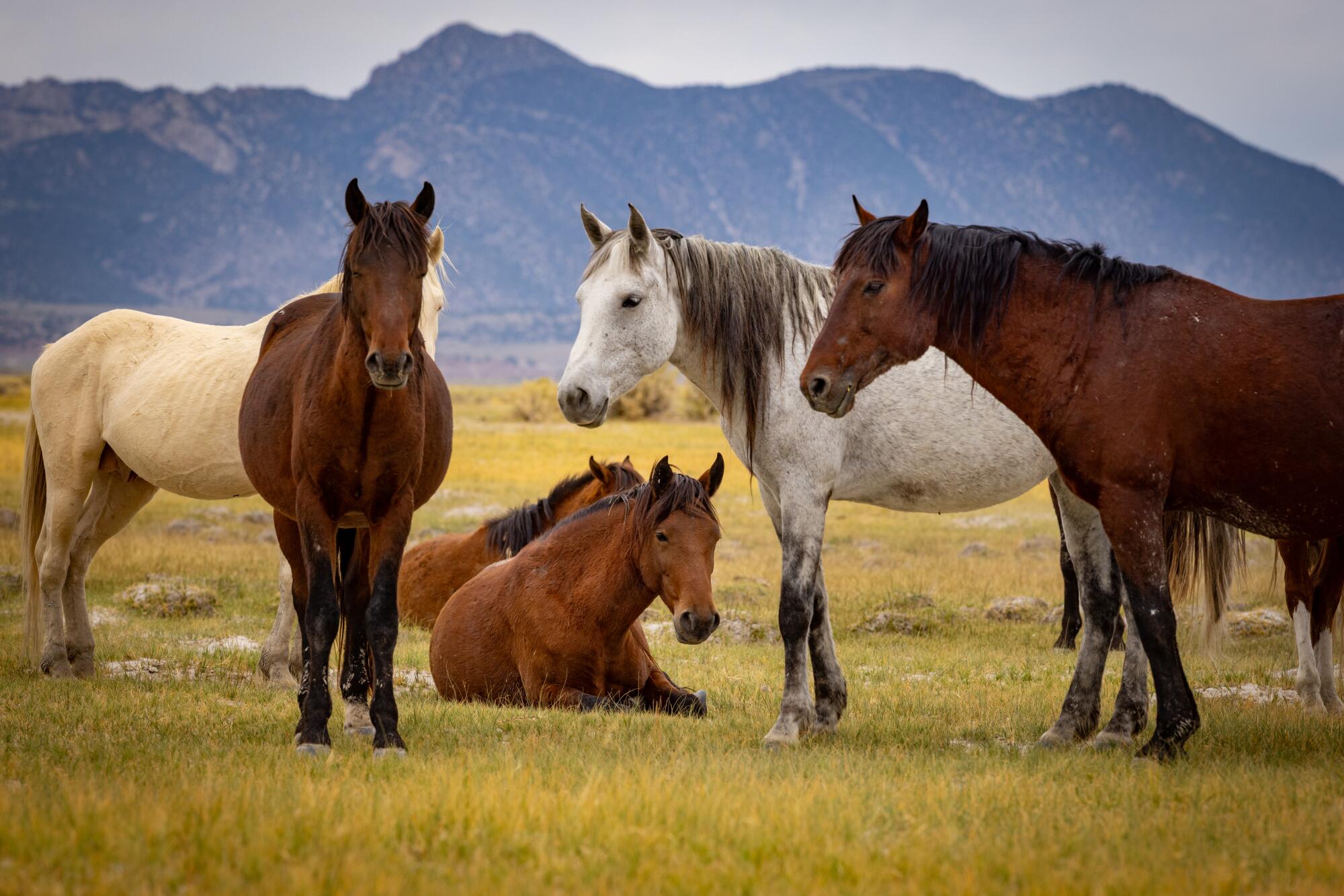 A group of horses