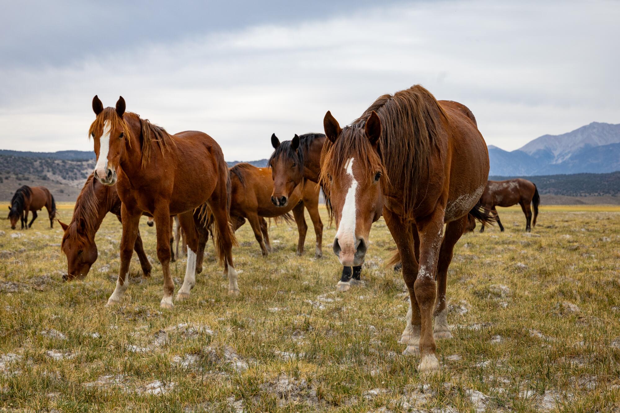 Dozens of wild horses graze